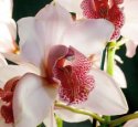Cattleya Orchids