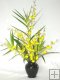 6 pc. Oncidium Sprays 6 pc. Oncidium Sprays