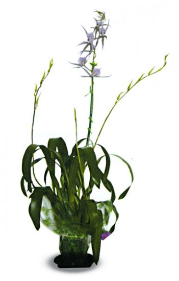 4" Blooming Intergeneric - Click Image to Close