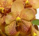 Vanda Alliance Orchids