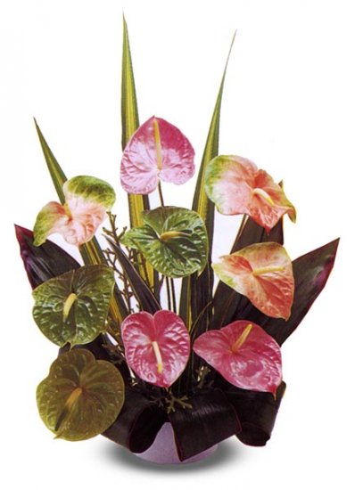 9 pc. Obake Mixed Anthuriums - Click Image to Close