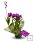 3 Mini Dendrobium Plants 3 Mini Dendrobium Plants