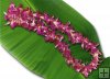 60 Blossom Orchid Lei 60 Blossom Orchid Lei
