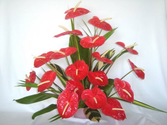 18 pc. Red Anthuriums - Click Image to Close