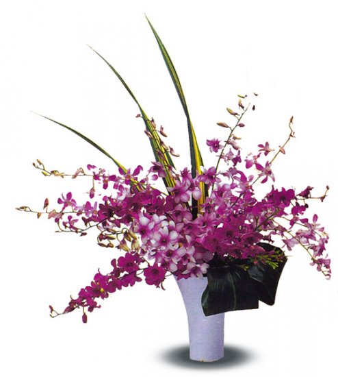 12 pc. Mixed Color Dendrobiums - Click Image to Close