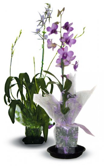 Combo - Blooming Dendrobium/ Intergeneric Orchid Plants - Click Image to Close
