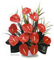 12 pc. Red Anthuriums