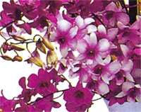 18 pc. Mixed Color Dendrobiums - Click Image to Close