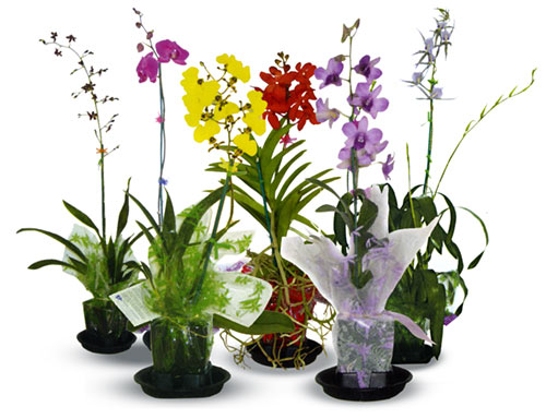 6 Mixed Blooming Orchids - Click Image to Close