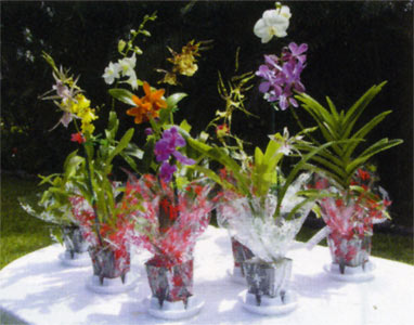 32 pc. Potted Orchid Assortment - Click Image to Close
