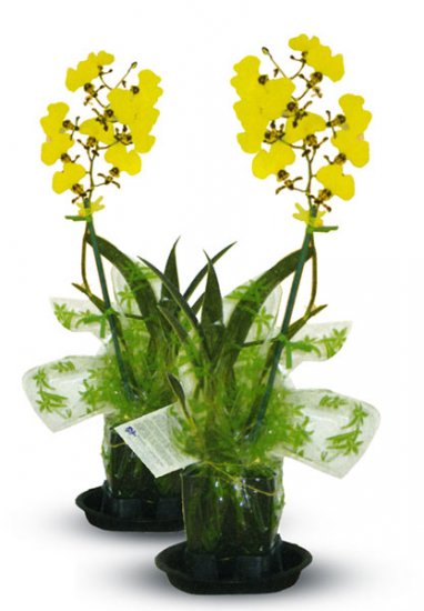 Combo - 2X Oncidium - Click Image to Close