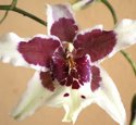 Intergeneric Orchids