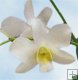12 pc. White Dendrobiums