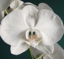 Phalaenopsis Orchids