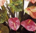 Obake & Mixed Anthuriums