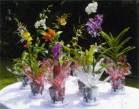 32 pc. Potted Orchid Assortment