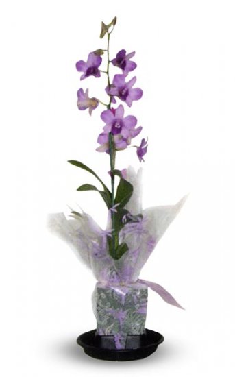 4" Blooming Dendrobium - Click Image to Close