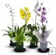 Combo - Dendrobium/ Intergeneric/ Oncidium/ Other