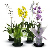 Combo - Dendrobium/ Intergeneric/ Oncidium/ Other