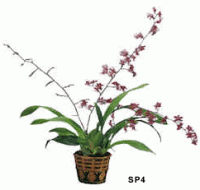 4" Blooming Sherry-Baby Orchid