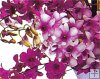 18 pc. Mixed Color Dendrobiums 18 pc. Mixed Color Dendrobiums