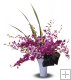 12 pc. Mixed Color Dendrobiums 12 pc. Mixed Color Dendrobiums