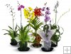 6 Mixed Blooming Orchids
