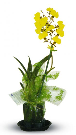 4" Blooming Oncidium - Click Image to Close
