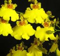 Oncidium Orchids