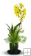 4" Blooming Oncidium