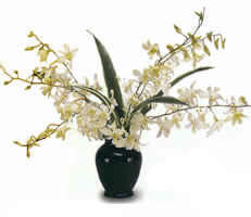 6 pc. White Dendrobiums - Click Image to Close