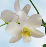 12 pc. White Dendrobiums
