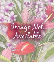 18 pc. Obake Mixed Anthuriums - Click Image to Close