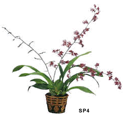 4" Blooming Sherry-Baby Orchid - Click Image to Close